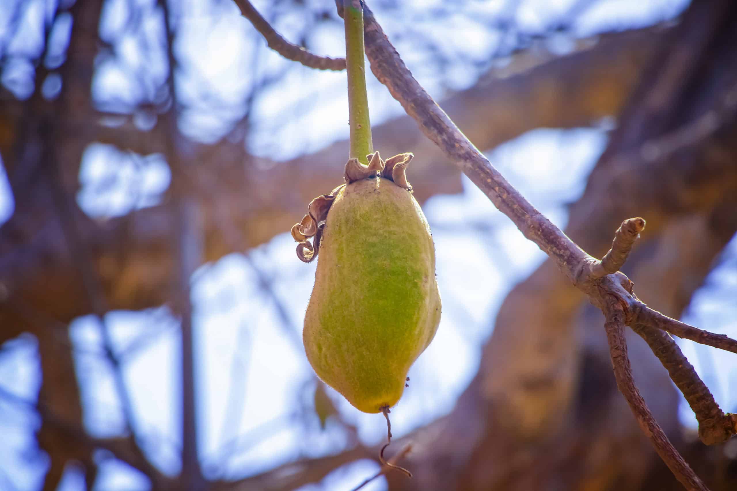 Baobab, the new organic superfruit powder - Nexira