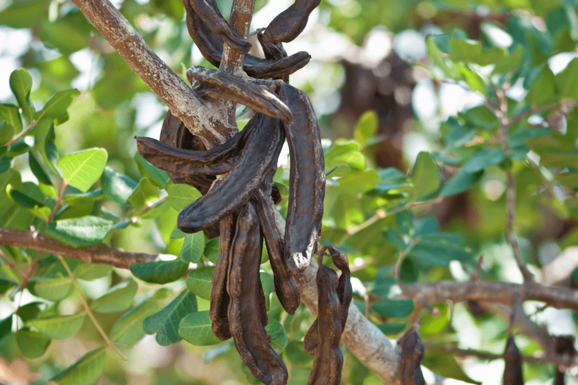 From carob tree cultivation to locust bean gum manufacture