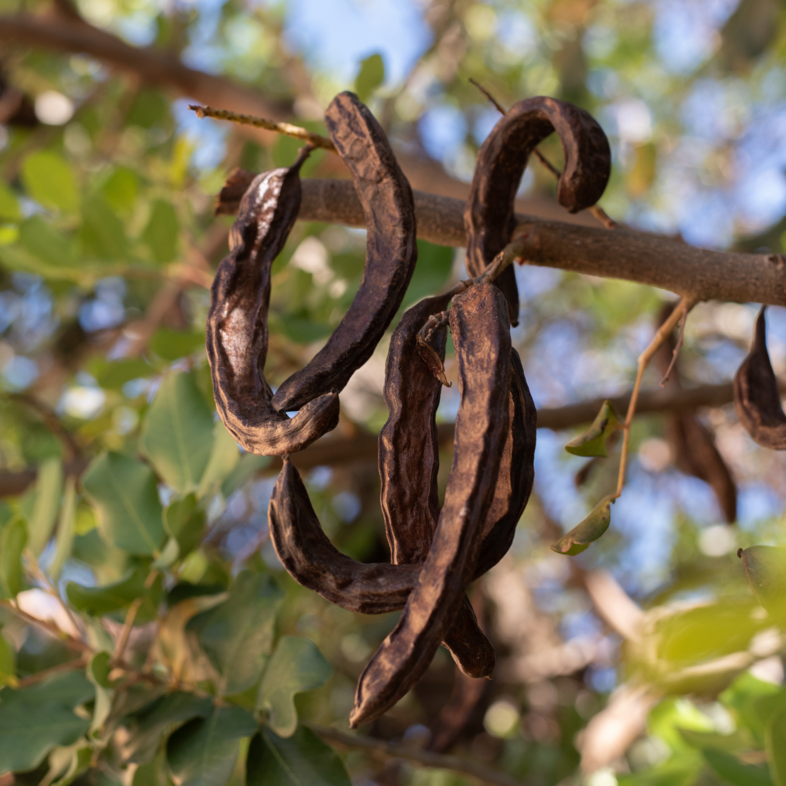 carob pod