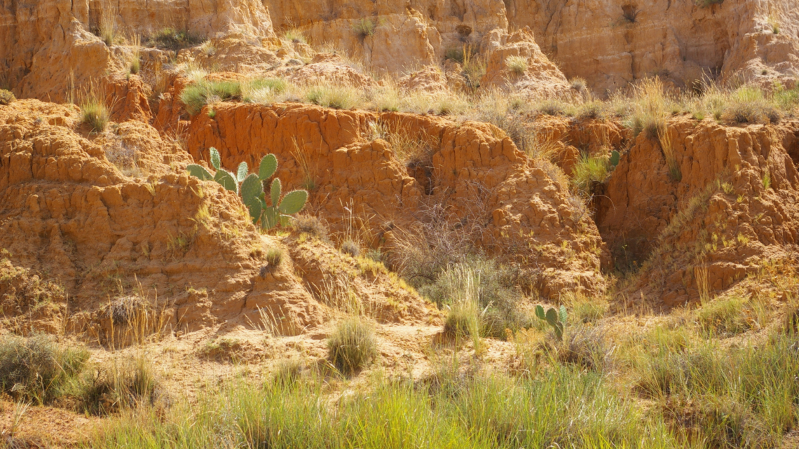 cactus sourcing